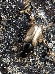 Coleoptera