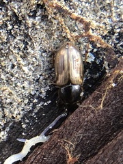 Coleoptera