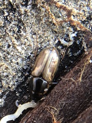 Coleoptera