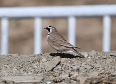 Eremophila alpestris