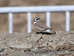 Eremophila alpestris