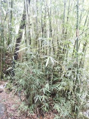 Bambusa chungii