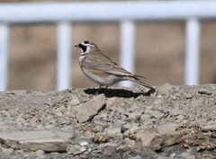 Eremophila alpestris