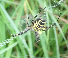 Argiope bruennichi