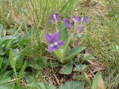 Viola fimbriatula