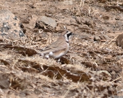 Eremophila alpestris