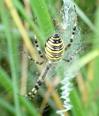 Argiope bruennichi