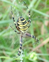 Argiope bruennichi