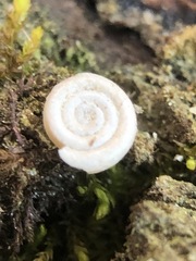 Gastropoda
