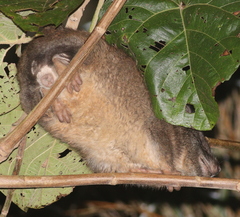 Dendrohyrax arboreus