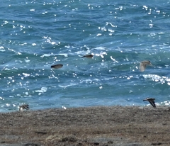 Eremophila alpestris