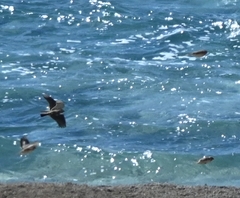 Eremophila alpestris