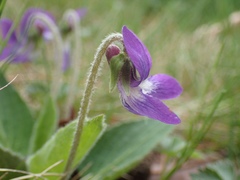 Viola fimbriatula