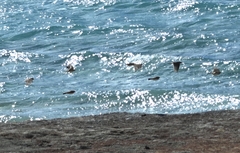Eremophila alpestris