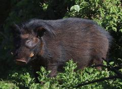 Giant Forest Hog photo 2