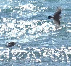 Eremophila alpestris