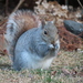 Eastern Gray Squirrel - Photo (c) Mila B., some rights reserved (CC BY), uploaded by Mila B.