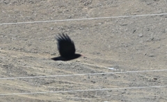 Pyrrhocorax pyrrhocorax