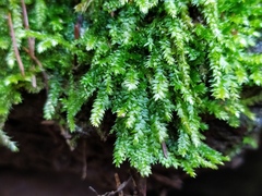 Plagiothecium nemorale