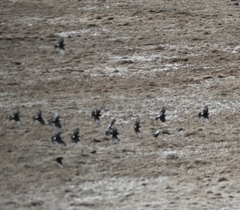 Eremophila alpestris