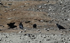 Pyrrhocorax pyrrhocorax