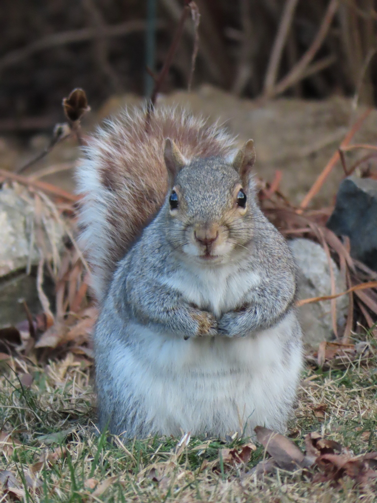 Pennsylvania Gray Squirrel