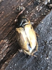 Coleoptera
