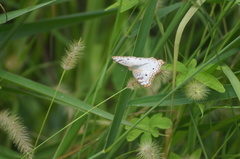 Anartia jatrophae