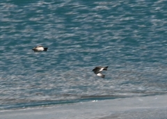 Eremophila alpestris