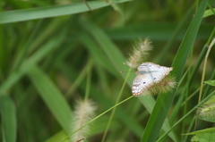 Anartia jatrophae