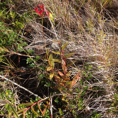 Epidendrum × obrienianum