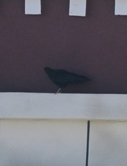 Pyrrhocorax pyrrhocorax