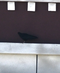 Pyrrhocorax pyrrhocorax