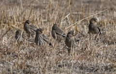 Linaria flavirostris