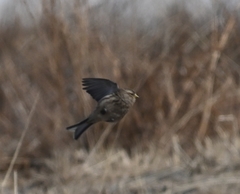 Linaria flavirostris
