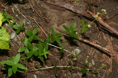 Galium oreganum