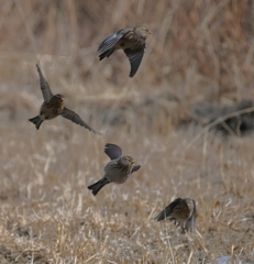 Linaria flavirostris