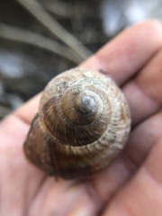 Helicoidea