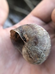 Helicoidea