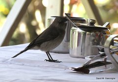 Melaenornis chocolatinus