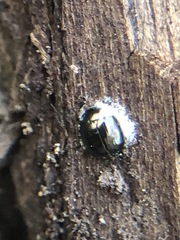 Coleoptera