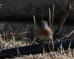 Prunella rubeculoides