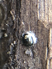 Coleoptera