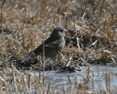 Linaria flavirostris