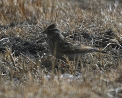 Alauda gulgula