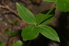 Galium oreganum