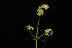 Galium oreganum