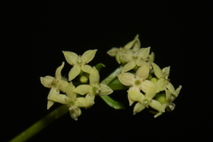 Galium oreganum