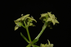 Galium oreganum