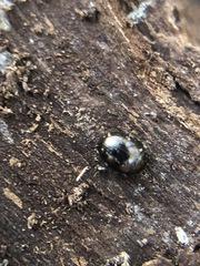 Coleoptera